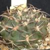 Vai alla scheda di Gymnocalycium riojense ssp. piltziorum