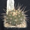 Vai alla scheda di Gymnocalycium riojense v. guasayanense