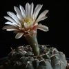 Vai alla scheda di Gymnocalycium riojense v. paucispinum