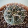 Vai alla scheda di Gymnocalycium riojense v. pipanacoense