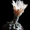 Vai alla scheda di Gymnocalycium robustum