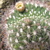 Vai alla scheda di Gymnocalycium saglionis f. cristatum