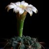 Vai alla scheda di Gymnocalycium sanluisense