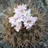 Vai alla scheda di Gymnocalycium schickendantzii