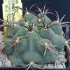 Vai alla scheda di Gymnocalycium schickendantzii v. delaetii