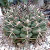 Vai alla scheda di Gymnocalycium schickendantzii v. michoga