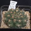 Vai alla scheda di Gymnocalycium schroederianum