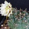 Vai alla scheda di Gymnocalycium schroederianum ssp. paucicostatum