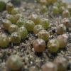 Vai alla scheda di Gymnocalycium baldianum