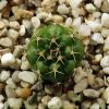 Vai alla scheda di Gymnocalycium damsii