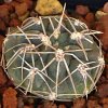 Vai alla scheda di Gymnocalycium sigelianum