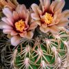 Vai alla scheda di Gymnocalycium spegazzini cv. punillense