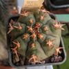 Vai alla scheda di Gymnocalycium spegazzinii f. unguispinum