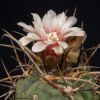 Vai alla scheda di Gymnocalycium spegazzinii ssp. armatum