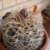 Vai alla scheda di Gymnocalycium spegazzinii ssp. cardenasianum