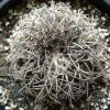 Vai alla scheda di Gymnocalycium spegazzinii ssp. sarkae