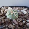 Vai alla scheda di Gymnocalycium spegazzinii v. armatum