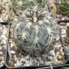 Vai alla scheda di Gymnocalycium spegazzinii v. horizontalonium