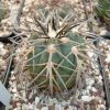 Vai alla scheda di Gymnocalycium spegazzinii v. major