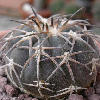 Vai alla scheda di Gymnocalycium spegazzinii v. punillense