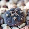 Vai alla scheda di Gymnocalycium spegazzinii v. unguispinum