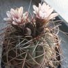Vai alla scheda di Gymnocalycium spegazzinii x cardenasianum
