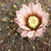 Vai alla scheda di Gymnocalycium stellatum