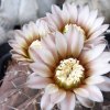 Vai alla scheda di Gymnocalycium stellatum ssp. occultum