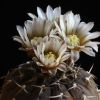 Vai alla scheda di Gymnocalycium stellatum v. paucispinum