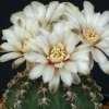 Vai alla scheda di Gymnocalycium stellatum v. scopina