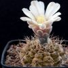 Vai alla scheda di Gymnocalycium stellatum v. zantnerianum