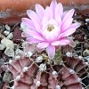 Vai alla scheda di Gymnocalycium stenopleurum