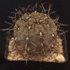 Vai alla scheda di Gymnocalycium striglianum