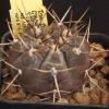 Vai alla scheda di Gymnocalycium striglianum ssp. aeneum