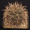 Vai alla scheda di Gymnocalycium striglianum v. herminae