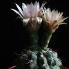 Vai alla scheda di Gymnocalycium sutterianum