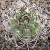 Vai alla scheda di Gymnocalycium tilcarense