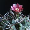 Vai alla scheda di Gymnocalycium tillianum