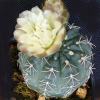 Vai alla scheda di Gymnocalycium uebelmannianum