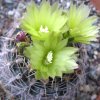 Vai alla scheda di Gymnocalycium uruguayense