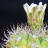 Vai alla scheda di Gymnocalycium valnicekianum