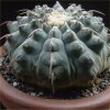 Vai alla scheda di Gymnocalycium vatteri