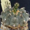 Vai alla scheda di Gymnocalycium vatteri v. altautinense