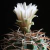 Vai alla scheda di Gymnocalycium weissianum