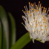 Vai alla scheda di Haemanthus albiflos