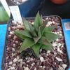 Vai alla scheda di Haworthia angustifolia v. baylissii