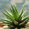 Vai alla scheda di Haworthia attenuata