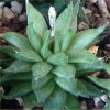 Vai alla scheda di Haworthia batesiana