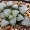 Vai alla scheda di Haworthia bayeri