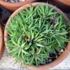 Vai alla scheda di Haworthia chloracantha v. denticulifera